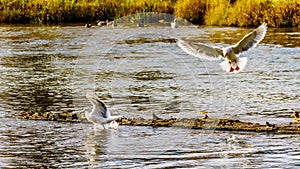 Seagulls scavaging on spawning salmon in the Stave River downstream of the Ruskin Dam at Hayward Lake near Mission, BC, Canada