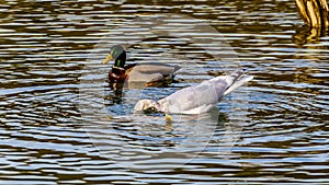 Seagulls scavaging on spawning salmon in the Stave River downstream of the Ruskin Dam at Hayward Lake near Mission, BC, Canada