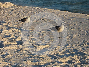Seagulls Scavenging on the Beach