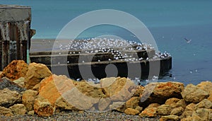 Seagulls by the sea