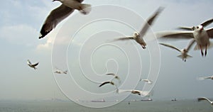 Seagulls and sea