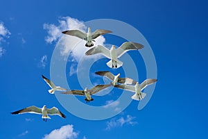 Seagulls sea gulls flying on blue sky