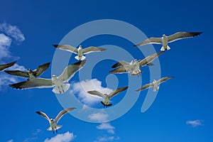 Seagulls sea gulls flying on blue sky