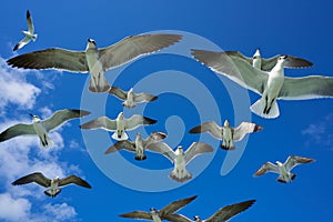 Seagulls sea gulls flying on blue sky