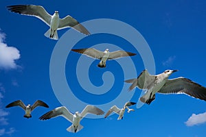 Seagulls sea gulls flying on blue sky