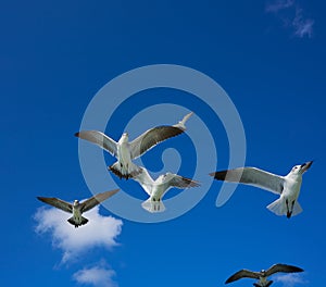 Seagulls sea gulls flying on blue sky