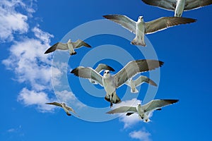 Seagulls sea gulls flying on blue sky