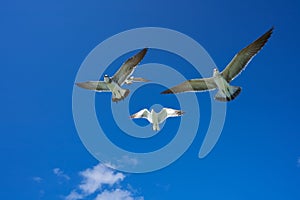 Seagulls sea gulls flying on blue sky