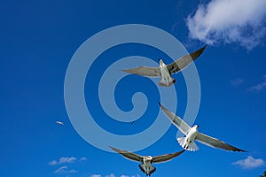 Seagulls sea gulls flying on blue sky