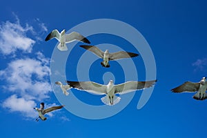 Seagulls sea gulls flying on blue sky