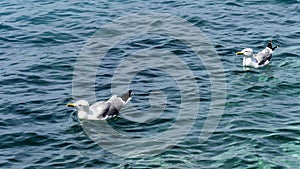 Seagulls on sea