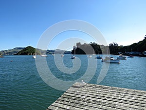 Seagull at Port Chalmers photo