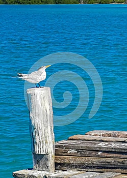 Seagulls seagull birds on port of Contoy island in Mexico photo