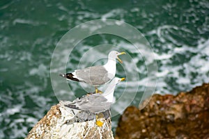 Seagulls photo