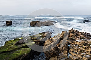 Seagulls and Seals Rest on Rock Formations in La Jolla