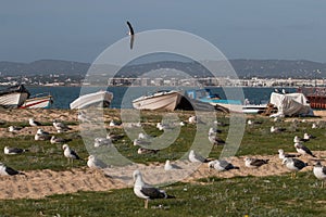 Seagulls in the seashore