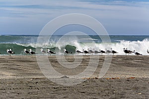 Seagulls on the seashore facing the waves