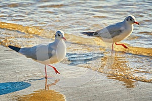 Seagulls on the Shore