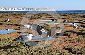 Seagulls on the shore in Cadiz, Andalusia, Spain