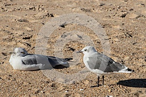 Seagulls on the shore in Rehoboth Beach, Delaware on a sunny afternoon.