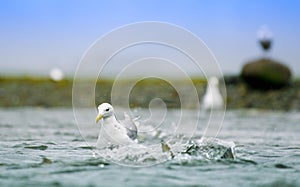 Seagulls shuttle back and forth in the river for food. There\'s salmon around.