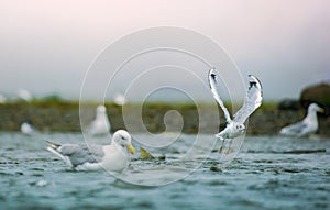 Seagulls shuttle back and forth in the river for food. There\'s salmon around.