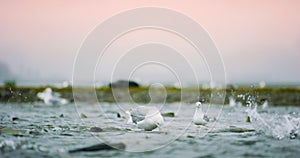 Seagulls shuttle back and forth in the river for food. There\'s salmon around.