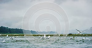 Seagulls shuttle back and forth in the river for food. There\'s salmon around.