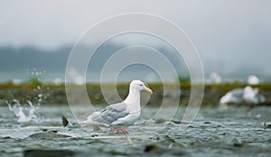 Seagulls shuttle back and forth in the river for food. There\'s salmon around.