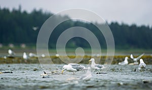 Seagulls shuttle back and forth in the river for food. There\'s salmon around.