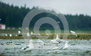 Seagulls shuttle back and forth in the river for food. There\'s salmon around.