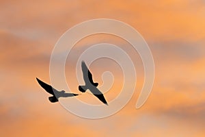 Seagulls silhouette