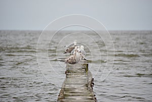 seagulls sit on the breakwater. stormy waves of the Baltic Sea