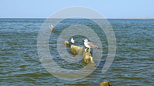 Seagulls sit on broken wooden posts covered in seaweed in sea.