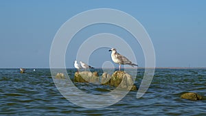 Seagulls sit and defecate on broken wooden posts covered in seaweed in sea.