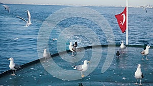 Seagulls sit on edge of ferry near the Turkish flag waving against blue water