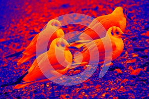Seagulls sit on seashore thermal image