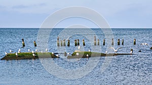 Seagulls sit on stones on Vistula Spit. Baltiysk. Russia