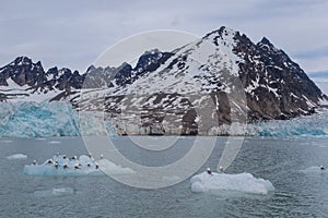 Seagulls are sitting on a breakaway ice floe.