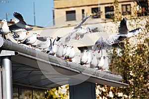 Seagulls sitting on a bus stop