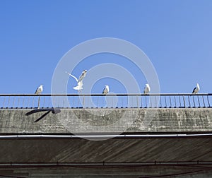 Seagulls sitting on a concrete bridge railing a beautiful summer day.