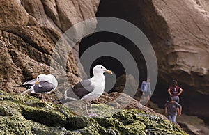 Seagulls Sitting in Front of Cave