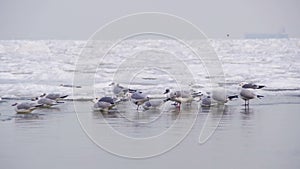 Seagulls Sitting on the Frozen Ice-Covered Sea