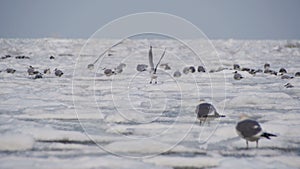 Seagulls Sitting on the Frozen Ice-Covered Sea