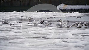 Seagulls Sitting on the Frozen Ice-Covered Sea in Slow Motion