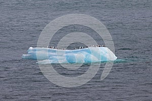 Seagulls sitting on an iceberg near Dawes Glacier, Alaska