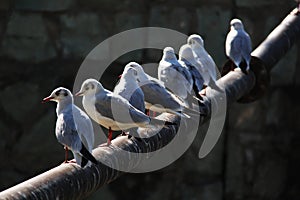 Seagulls sitting on a metal pipe