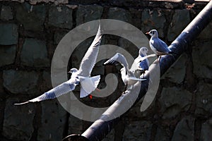 Seagulls sitting on a metal pipe