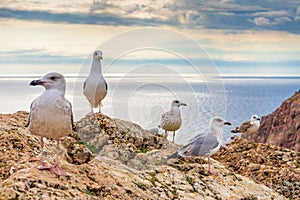 Seagulls sitting on mountain cliff against seascape in autumn cloudy day. Wild birds sea gulls in nature in mountain area on