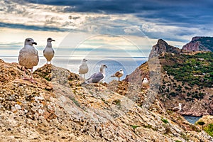 Seagulls sitting on mountain cliff against seascape in autumn cloudy day. Wild birds sea gulls in nature in mountain area on